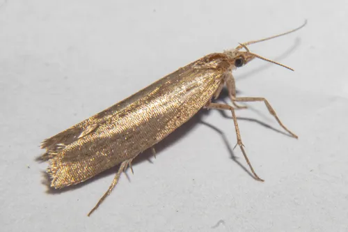 Plutella psammochroa - photo 3