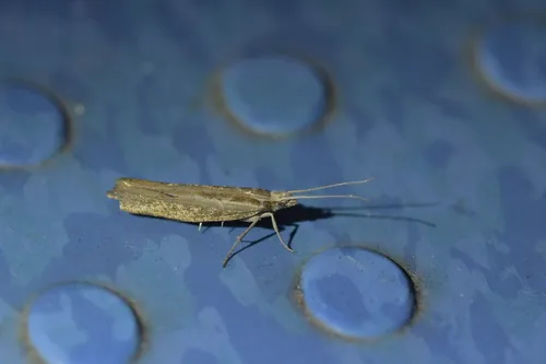 Plutella psammochroa - photo 4