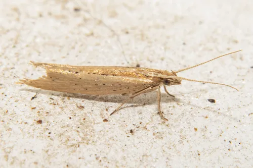 Plutella psammochroa - photo 5