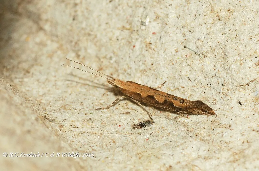 Diamondback Moths - photo 2