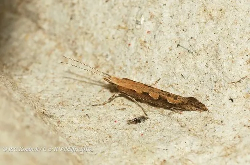 Diamondback Moths - photo 3