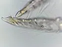 Plutomurus wilkeyi