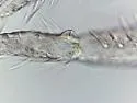 Plutomurus wilkeyi - photo 2