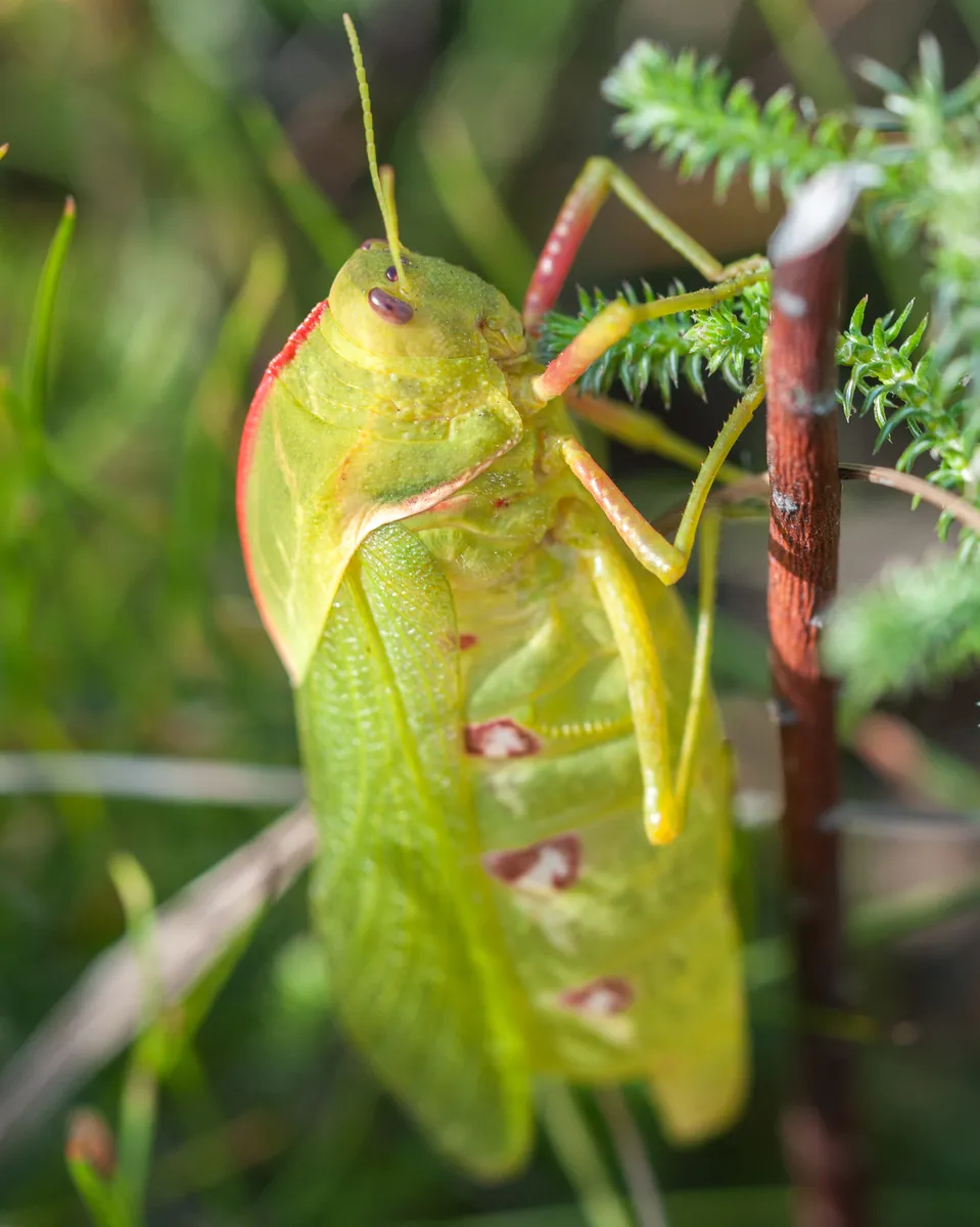Bladderhoppers - photo 3