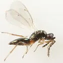 Pnigalio coloni