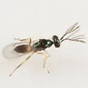Pnigalio pallipes