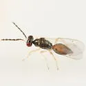Pnigalio pallipes - photo 2