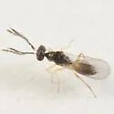 Pnigalio pallipes - photo 3