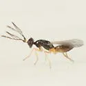 Pnigalio pallipes - photo 4