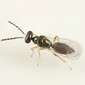 Pnigalio pallipes - photo 5