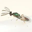 Pnigalio species-one