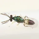 Pnigalio species-one - photo 2