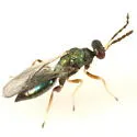 Pnigalio species-one - photo 3