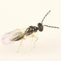 Pnigalio species-two
