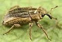 Pnigodes setosus - photo 2