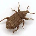 Pnigodes setosus - photo 3
