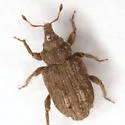 Pnigodes setosus - photo 4