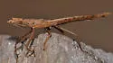Pnirontis brimleyi
