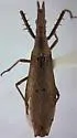 Pnirontis brimleyi - photo 2