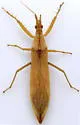Pnirontis languida