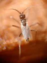 Potato Scab Gnat