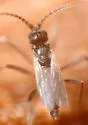 Potato Scab Gnat - photo 2