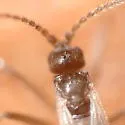 Potato Scab Gnat - photo 3