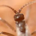 Potato Scab Gnat - photo 4