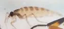 Potato Scab Gnat - photo 5