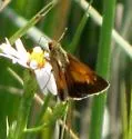 Aaron's Skipper - Hodges#4062 - photo 4