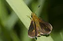 Mulberry Wing - Hodges#4058 - photo 2