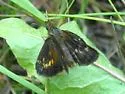 Mulberry Wing - Hodges#4058 - photo 3