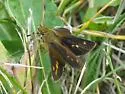 Mulberry Wing - Hodges#4058 - photo 4