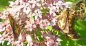 Mulberry Wing - Hodges#4058 - photo 5