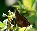 Broad-winged Skipper - Hodges#4064