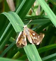 Broad-winged Skipper - Hodges#4064 - photo 2