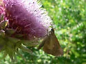 Broad-winged Skipper - Hodges#4064 - photo 3