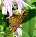 Broad-winged Skipper - Hodges#4064 - photo 4