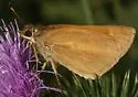 Broad-winged Skipper - Hodges#4064 - photo 5
