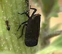 Sumac Speckled Lanternfly