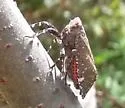 Sumac Speckled Lanternfly - photo 2