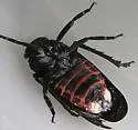Sumac Speckled Lanternfly - photo 3
