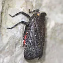 Sumac Speckled Lanternfly - photo 4