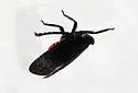 Sumac Speckled Lanternfly - photo 5