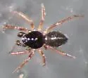 Pocadicnemis americana