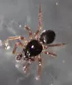 Pocadicnemis americana - photo 2