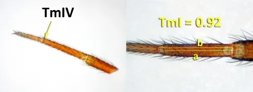 Pocadicnemis juncea - photo 4