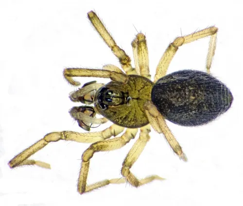 Pocadicnemis pumila