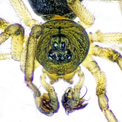 Pocadicnemis pumila - photo 2