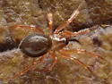Pocadicnemis pumila